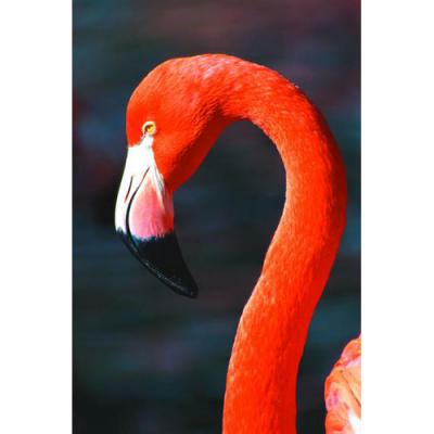 アニマルエッセンス〜Flamingo フラミンゴ〜
