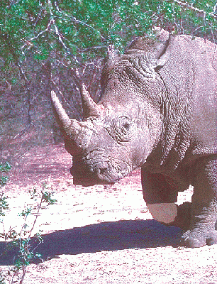 アニマルエッセンス〜White Rhinoceros ホワイトリノサウルス　(しろさい)〜