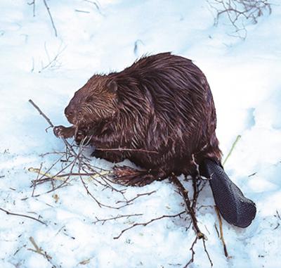 アニマルエッセンス〜Beaver (ビーバー)〜