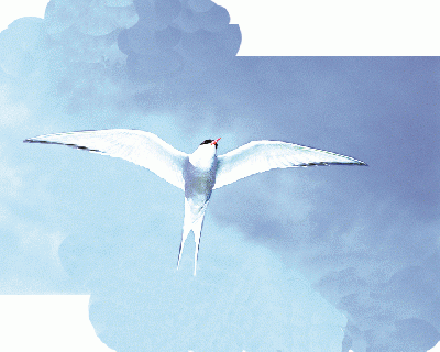 アニマルエッセンス〜Arctic　Tern アークティックターン　 (きょくあじさし)〜