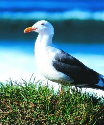 アニマルエッセンス〜Seagull シーガル　(かもめ)〜