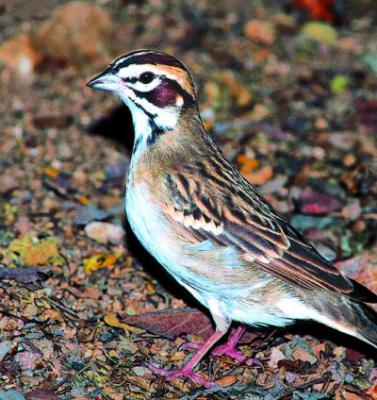 アニマルエッセンス〜Sparrow スパロウ　(すずめ)〜