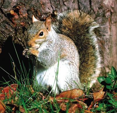 アニマルエッセンス〜Squirrel スクウィラル(りす)〜