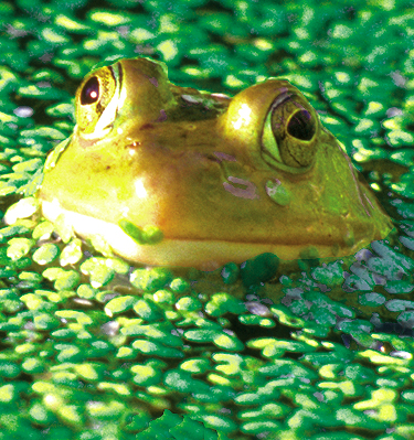 アニマルエッセンス〜Frog フロッグ(かえる)〜