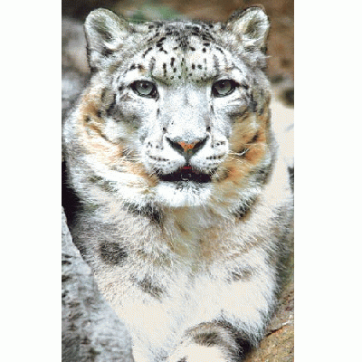 アニマルエッセンス〜Snow Leopard スノーレパード　(ゆきひょう)〜