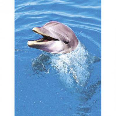 アニマルエッセンス〜Dolphin ドルフィン(いるか)〜