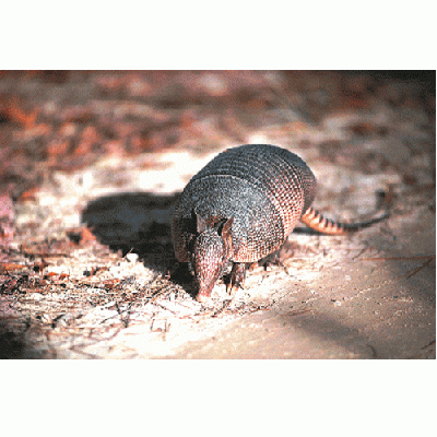 アニマルエッセンス〜Armadillo アルマジロ〜