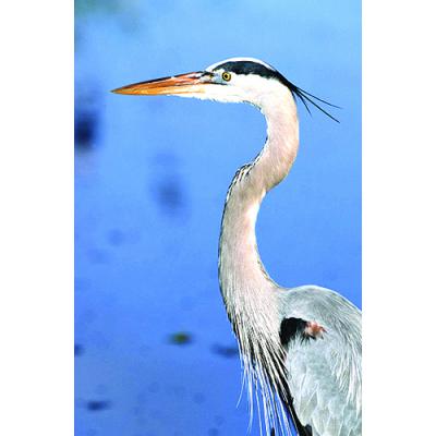 アニマルエッセンス〜Great Blue Heron グレートブルーヘロン　(おおあおさぎ)〜