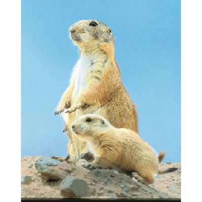 アニマルエッセンス〜Prairie Dog プレーリードッグ〜