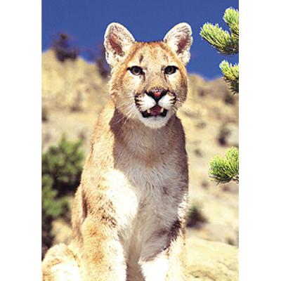 アニマルエッセンス〜Mountain Lion マウンテンライオン(クーガー)〜