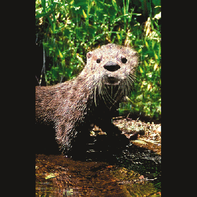 アニマルエッセンス〜Otter アター(かわうそ)〜