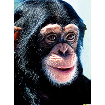 アニマルエッセンス〜Chimpanzee チンパンジー〜