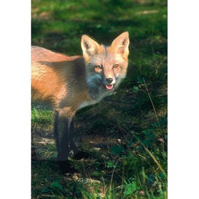 アニマルエッセンス〜Fox フォックス(きつね)〜