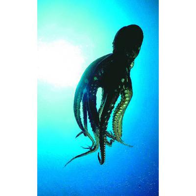 アニマルエッセンス〜Octopus オクトパス　(たこ)〜