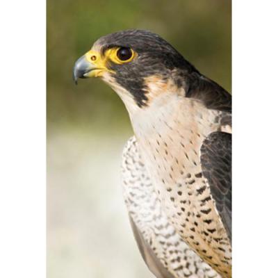 アニマルエッセンス〜Peregrine Falcon ペレグリンファルコン　(はやぶさ)〜