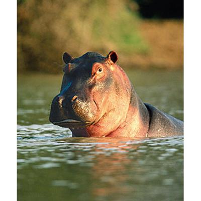 アニマルエッセンス〜Hippopotamus ヒポポタマス(かば)〜