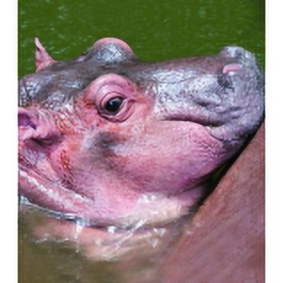 アニマルエッセンス～Hippopotamus Calf 仔カバ～