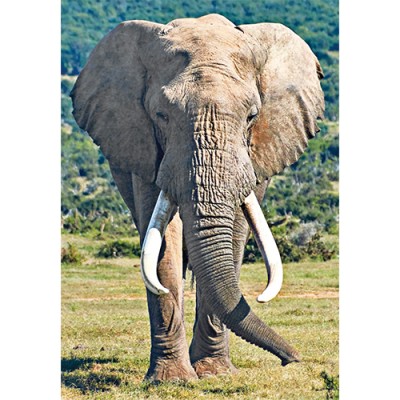 アニマルエッセンス〜Elephant エレファント(ぞう)〜