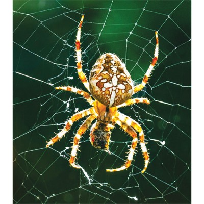 アニマルエッセンス〜Spider スパイダー(くも)〜