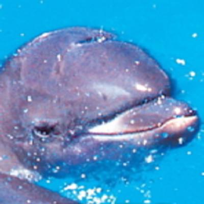 アニマルエッセンス〜Dolphin Calf 仔イルカ〜